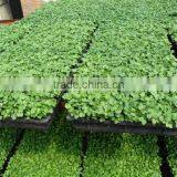 Polystyrene (PS) Plastic Seed Plug Tray With 32 to 512 Cell thumbnail-5