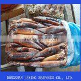 Frozen Good Illex Agentina Squid WR