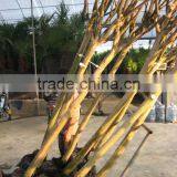 Lagerstroemia Indica 1.7m Trunk Height Good Quality Landscaping Trees and Garden Plants thumbnail-6