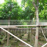 Ficus Lacor Big Leaves thumbnail-1