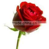 PURE ROSE OIL ABSOLUTE thumbnail-1