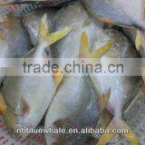 Fresh Frozen Golden Pomfret Fish 400-600G