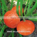 Red Sun Orange Sweet Dry Nutty Pumpkin Seeds