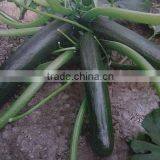 Black Jade Planting Early Maturity Squash Seeds