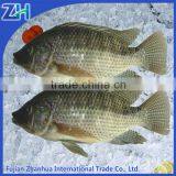 Frozen Tilapia Fish Cleaning Tilapia Buyer thumbnail-1