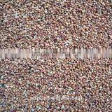 Hybrid Sorghum Seeds thumbnail-4