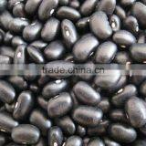 2014 Black Kidney Beans, Black Kidney Beans in Bulk thumbnail-1