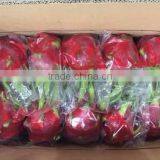 BEST VIETNAM DRAGON FRUIT/PITAYA thumbnail-3