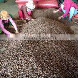 Sterculia Lychnophora, Crop 2016 thumbnail-3