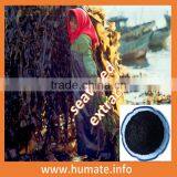 High Soluble Natural Kelp Source Seaweed Fertilizer