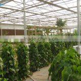 Factory Price Greenhouse From China Supplier thumbnail-4
