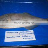 Leather Jacket Fish thumbnail-1