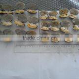Frozen Vacuumed Cooked Short Necked Clam Wild Caught thumbnail-5