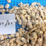 Canned Short Necked Clam thumbnail-3