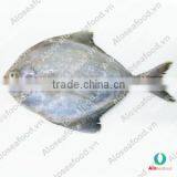 BLACK POMFRET/ CHANDA/ BUTTERFISH thumbnail-1