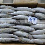 Frozen Fish Frozen Horse Mackerel 60--80 thumbnail-6
