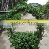 Portulacaria Basket Shape Bonsai thumbnail-1