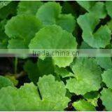 100% Natural Centella Asiatica Extract thumbnail-2