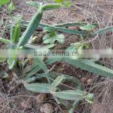 CISSUS QUADRANGULARIS thumbnail-1