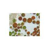 Astaxanthin(rossonl@huacheng-biotech.com)