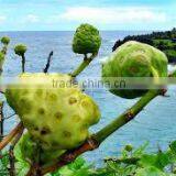 Premium Quality Noni Powder Bulk Suppliers thumbnail-4