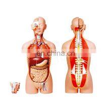 Medical Science Plastic Dual Sex Anatomy 85cm Height 32 Parts Anatomical Medical Male Human Torso Model thumbnail-1