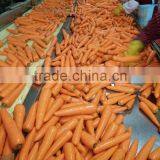 Carrot Price thumbnail-1