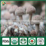 Mushroom Company Bulk Supply Wholesale Price of Shiitake Mushroom Growing Log Bag Kit thumbnail-2