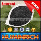 FAQ 29--How To Use Seaweed Fertilizer To Improve The Quality Of Avocado? thumbnail-3