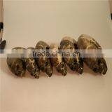 Best Selling Amazing Beautiful Natural Pretty Ammonites Skulls for Wholesale thumbnail-5
