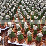 Baby Cactus Plant thumbnail-6