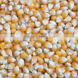 yellow corn