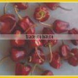 Round Red Chilles From Paramakudi thumbnail-5