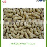 Peanut in Shell thumbnail-3