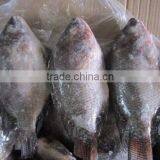 BQF Good Quality Tilapia Whole Round 200-300g 300-500g thumbnail-1
