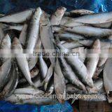 Frozen Sardine Fish thumbnail-5