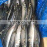 Landfrozen Mackerel 200-300g thumbnail-1