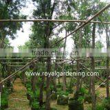 Callistemon Viminalis Outdoor Landscaping Trees thumbnail-2