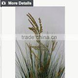 Natural Green Papyrus Scirpus Validus Potted Onion Grass thumbnail-4