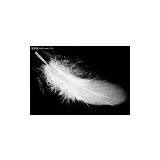 2-4cm Duck Feather