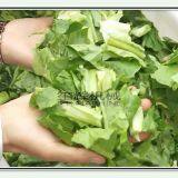 Small Vegetable Spinner Fruit Dehydrating Machine Vegetable Processing Machine thumbnail-2