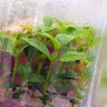 Zeatin Agricultural Usage Plant Growth Regulator Zeatin Water Insoluble thumbnail-3