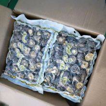 Lentinula Edodes thumbnail-5