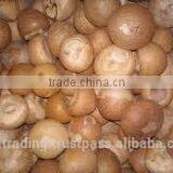 Betelnut Premium Quality thumbnail-3