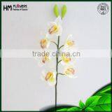 Orchids Plants Cymbidium thumbnail-1