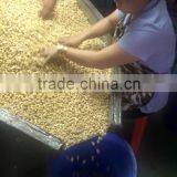 Vietnam Nutritious Cashew Nuts SP Best Quanlity thumbnail-2