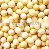 Natural Soybean Extract: Genistein 98%