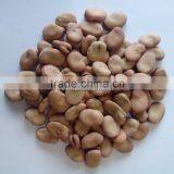 Canned Dry Fava Bean thumbnail-3