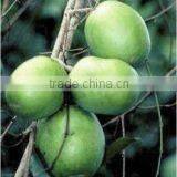 African Mango (Irvingia Gabonensis), 15% Protein Extract thumbnail-1