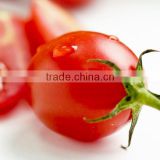 Xi hong shi zhong zi Latest seeds Tomato F1 For Greenhouse